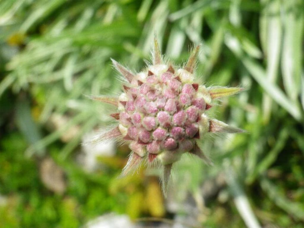 Lomelosia graminifolia e Armeria arenaria